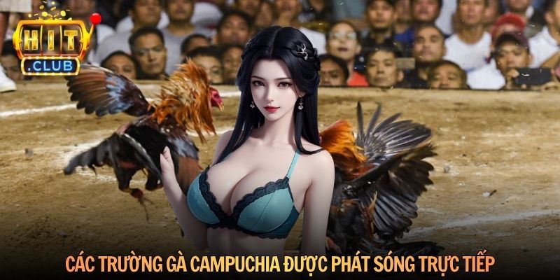 Các trường gà Campuchia được phát sóng trực tiếp