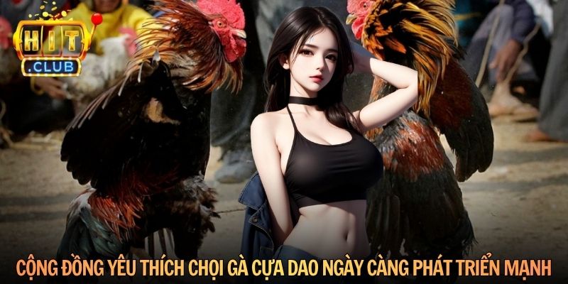 Cộng đồng yêu thích chọi gà cựa dao ngày càng phát triển mạnh