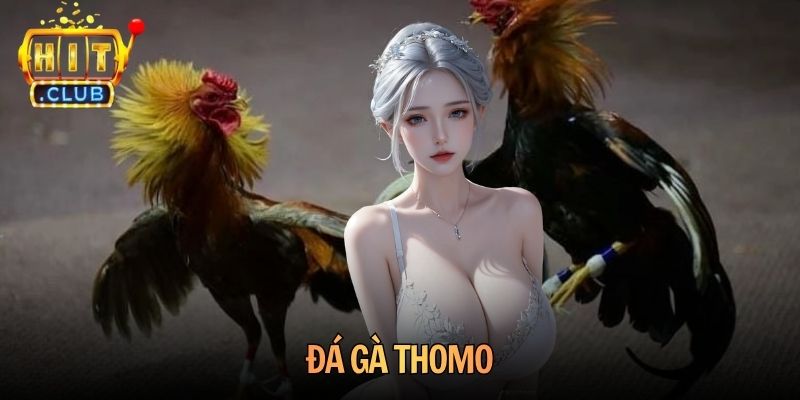 Đá Gà Thomo Và Sức Hút Với Người Hâm Mộ Toàn Cầu 2026
