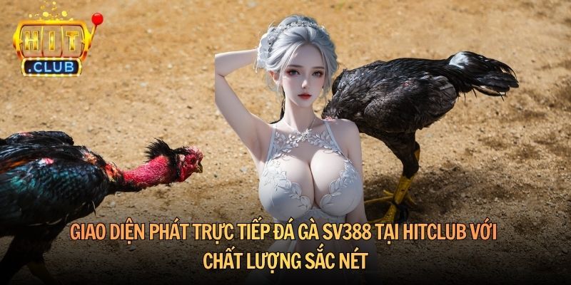 Giao diện phát trực tiếp đá gà SV388 tại Hitclub với chất lượng sắc nét