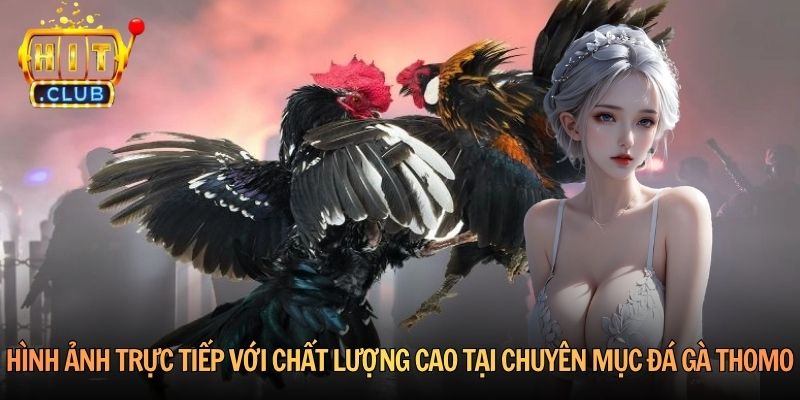 Hình ảnh trực tiếp với chất lượng cao tại chuyên mục đá gà Thomo
