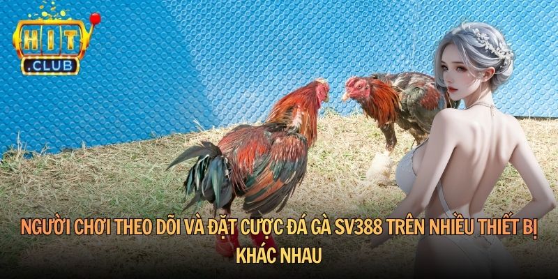 Người chơi theo dõi và đặt cược đá gà SV388 trên nhiều thiết bị khác nhau