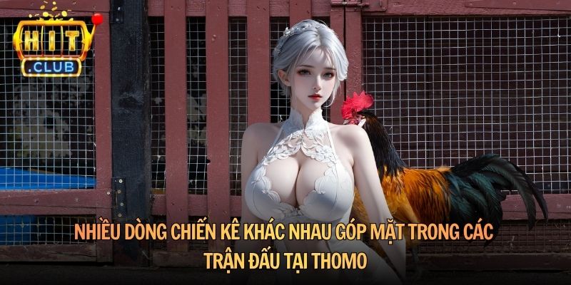 Nhiều dòng chiến kê khác nhau góp mặt trong các trận đấu tại Thomo
