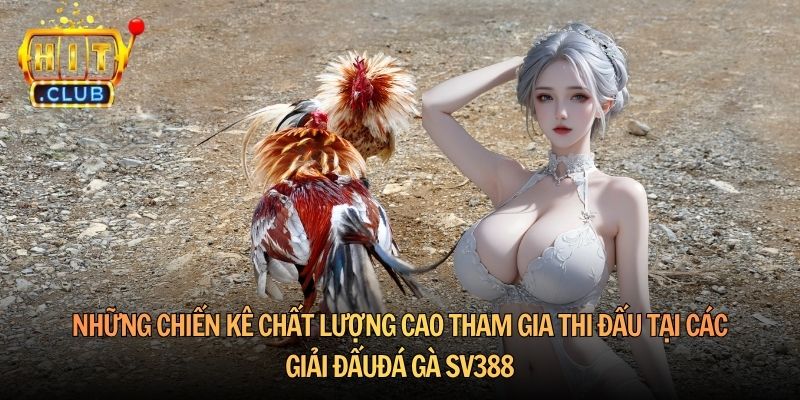 Những chiến kê chất lượng cao tham gia thi đấu tại các giải đấu đá gà SV388