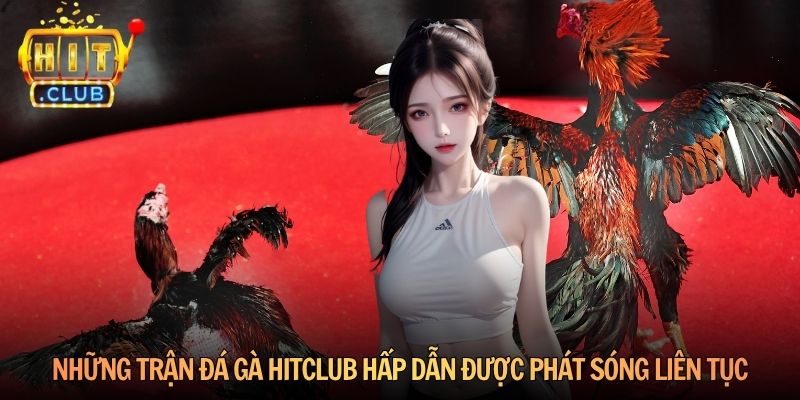 Những trận đá gà Hitclub hấp dẫn được phát sóng liên tục