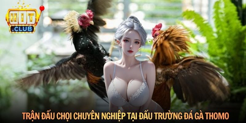 Trận đấu chọi chuyên nghiệp tại đấu trường đá gà Thomo